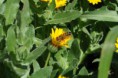 /album/galleria-foto-galleria-fotografica/calendula-8-jpg/